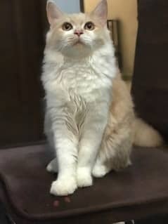 he’s 1 year old , male,Persian