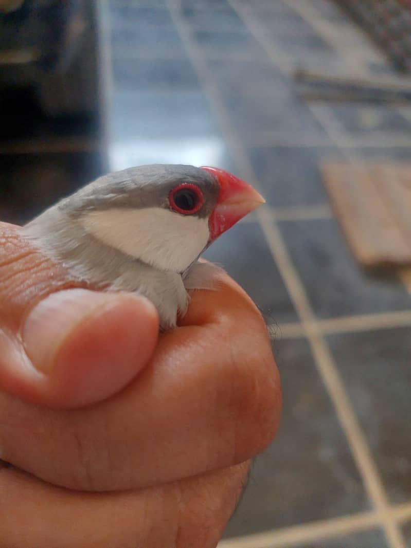 Java Finches for Sale - Taxila 3