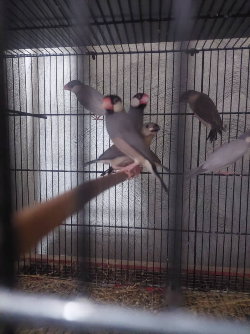 Java Finches for Sale - Taxila 5