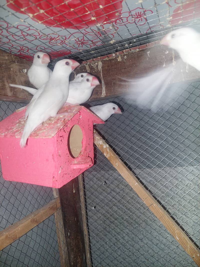 Java Finches for Sale - Taxila 6