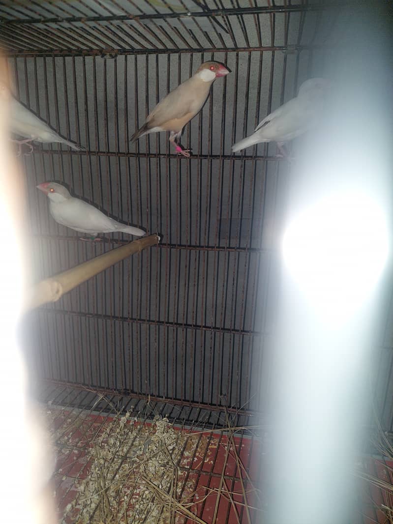 Java Finches for Sale - Taxila 8