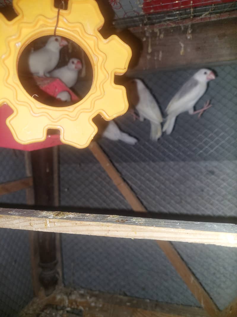 Java Finches for Sale - Taxila 9