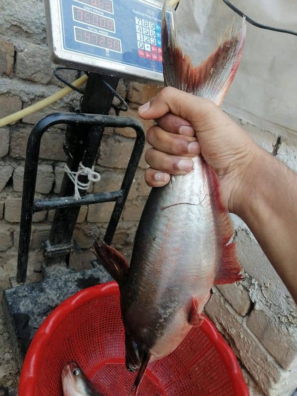 Chira , Talipia, Bunjash, Fresh and live fishes 2