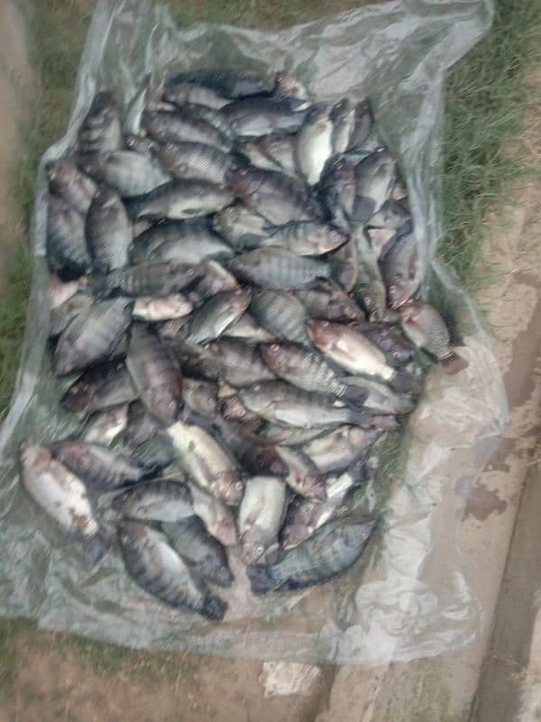 Chira , Talipia, Bunjash, Fresh and live fishes 4