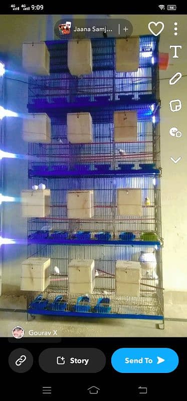 cage for sale with birthday leady goldio 4 pair urgent sale 0