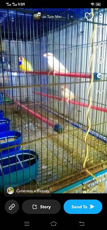 cage for sale with birthday leady goldio 4 pair urgent sale 4