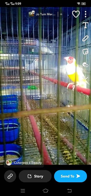 cage for sale with birthday leady goldio 4 pair urgent sale 5