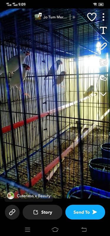 cage for sale with birthday leady goldio 4 pair urgent sale 6