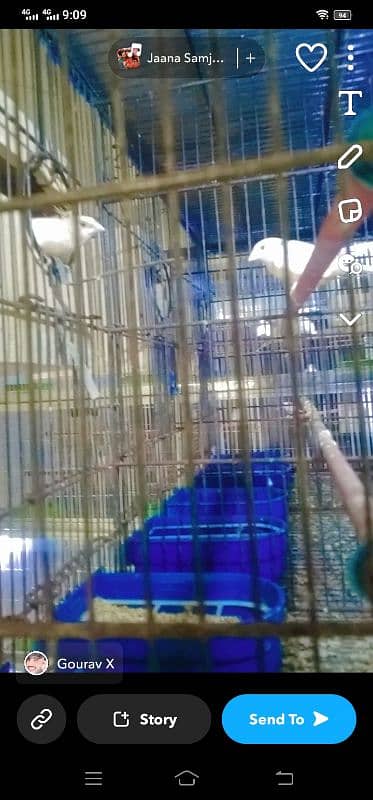 cage for sale with birthday leady goldio 4 pair urgent sale 7