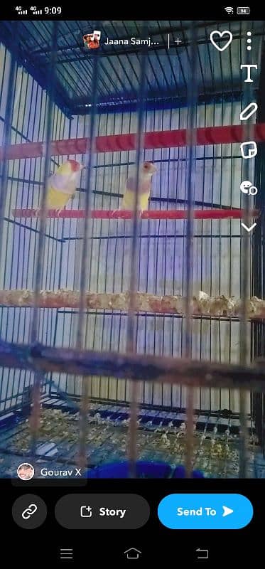 cage for sale with birthday leady goldio 4 pair urgent sale 8