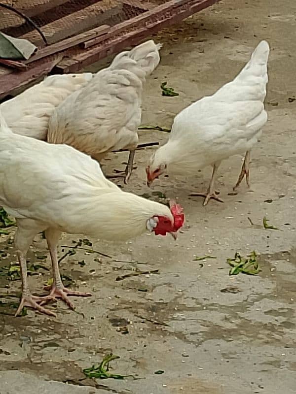 White 1 Aseel Murga or 4 Desi murgiya 1