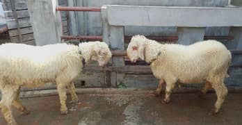 sheep pair for sale4