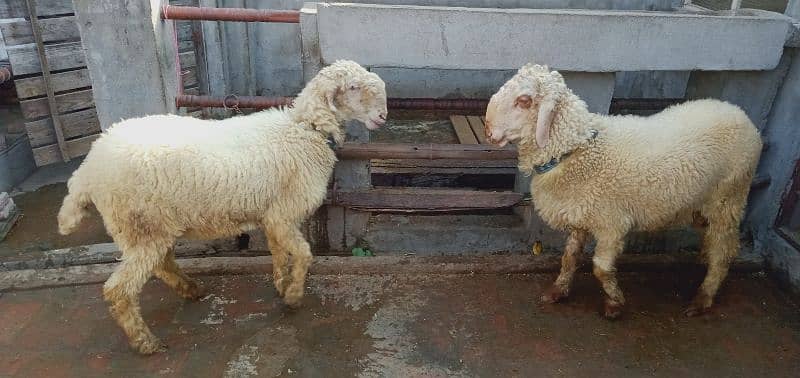 sheep pair for sale4 1