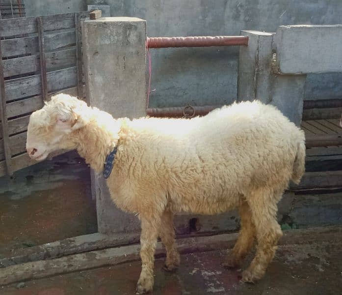 sheep pair for sale4 2