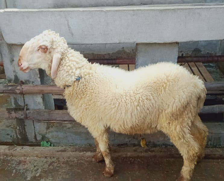 sheep pair for sale4 3