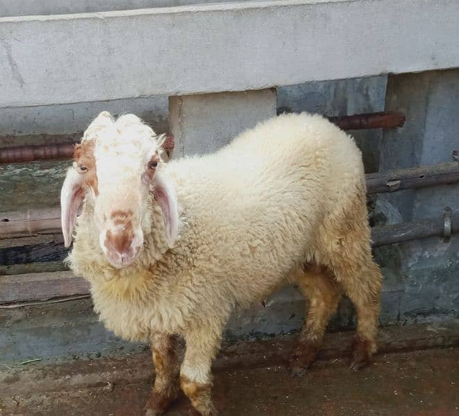 sheep pair for sale4 4