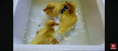 Duck  chicks pair (ducklings ) age 15days pair