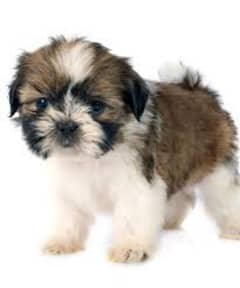 shihtzu