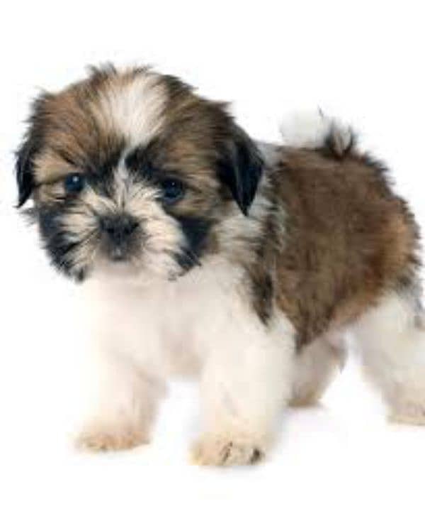 shihtzu male puppy 0