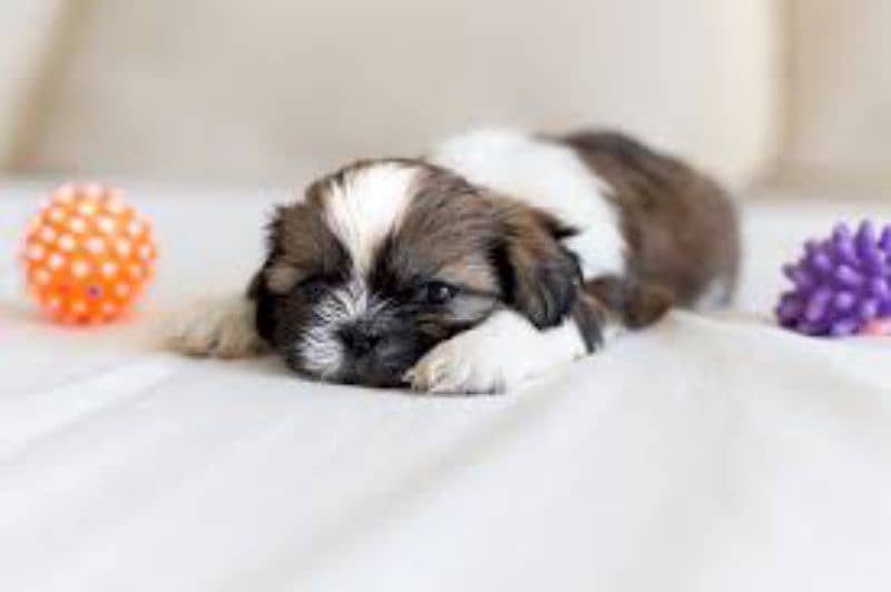 shihtzu male puppy 1