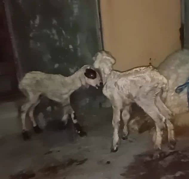 sheep pair for sale4 5