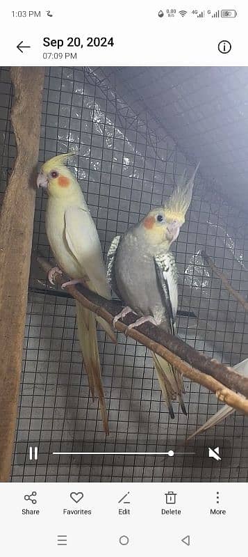 cocktail red i pathy, exhibition bajri. silver dove for sale 3