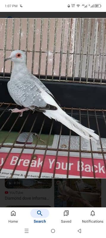 cocktail red i pathy, exhibition bajri. silver dove for sale 4