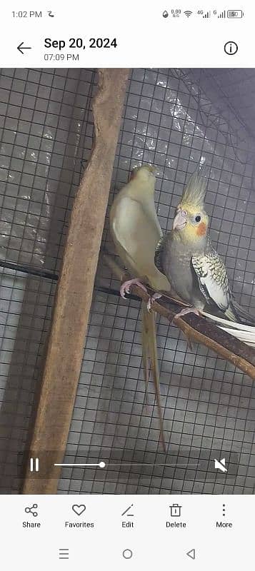 cocktail red i pathy, exhibition bajri. silver dove for sale 7