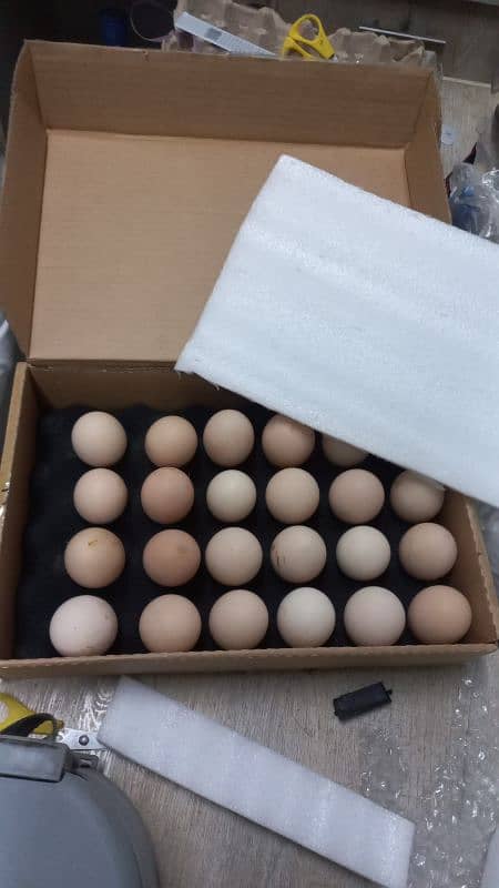 black and blue australorp heritage eggs australop (1 egg/anda price) 1