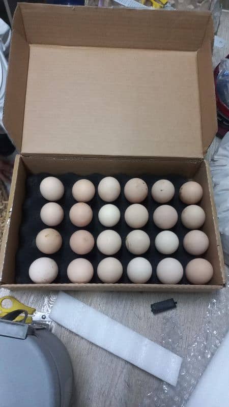 black and blue australorp heritage eggs australop (1 egg/anda price) 5