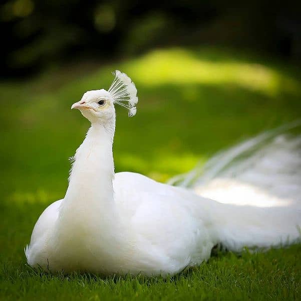 Pure white peacock ( urgent sale ) 0