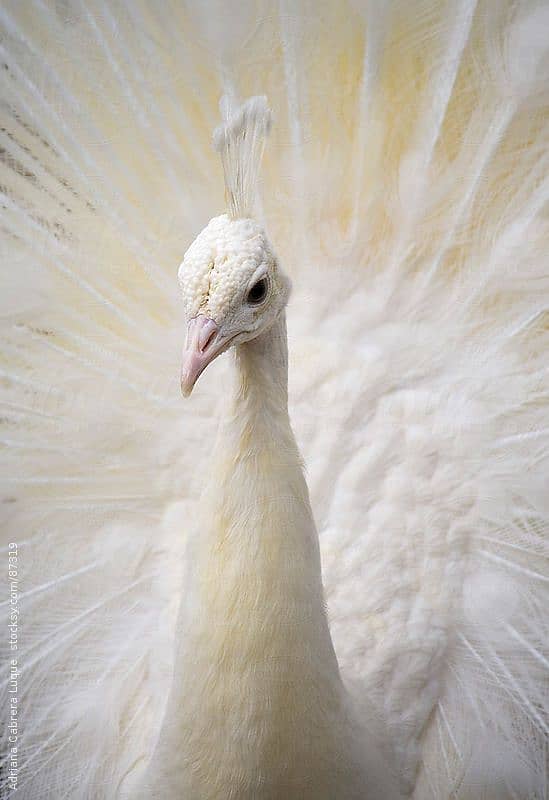 Pure white peacock ( urgent sale ) 1