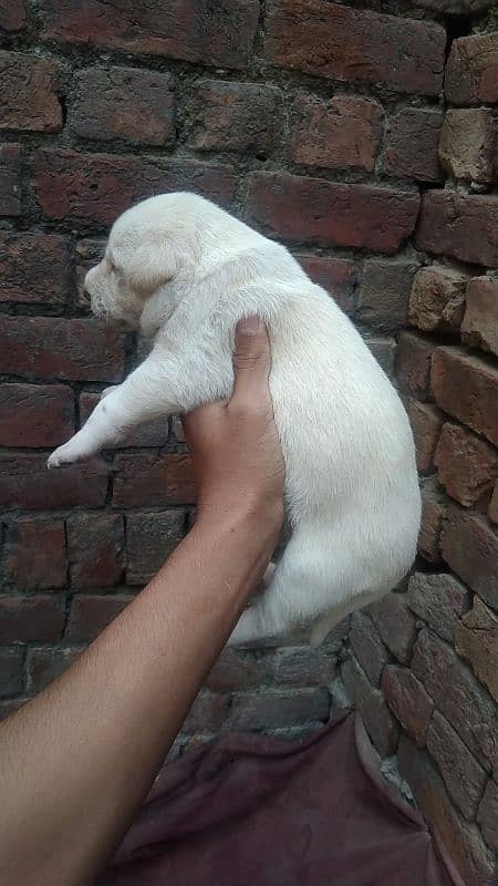 Labrador retriever puppies for sale 2