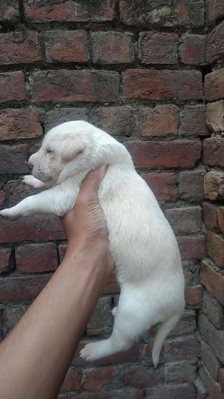 Labrador retriever puppies for sale 3