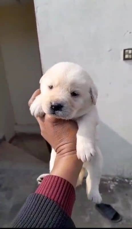 Labrador puppies available what's number 03043195600 0