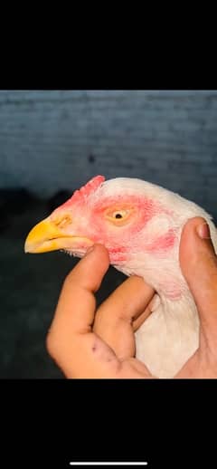 White heera for sale