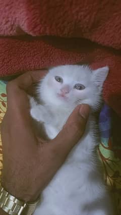 Female persian white colour kitten age 1.5 month