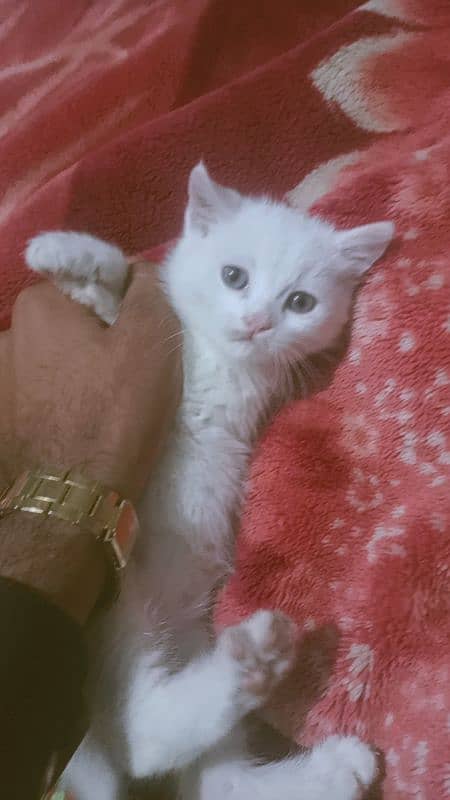 Female persian white colour kitten age 1.5 month 2