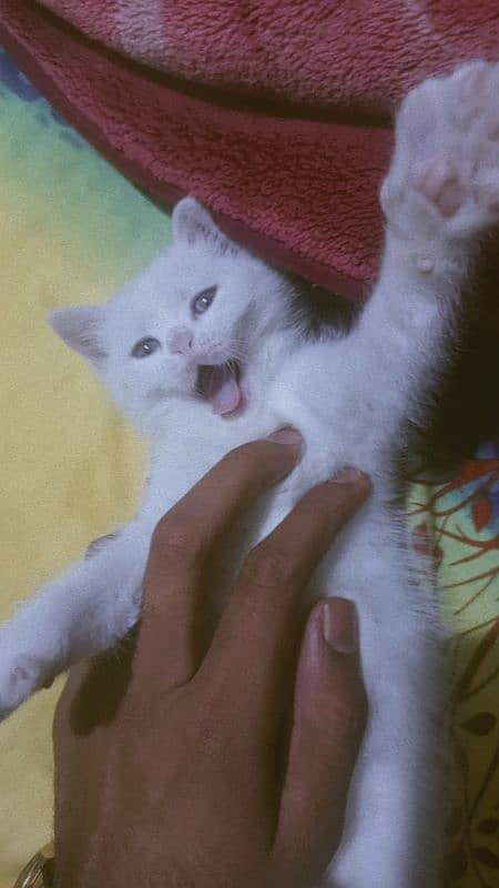 Female persian white colour kitten age 1.5 month 4