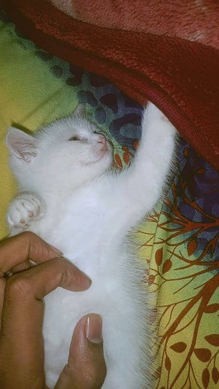 Female persian white colour kitten age 1.5 month 5