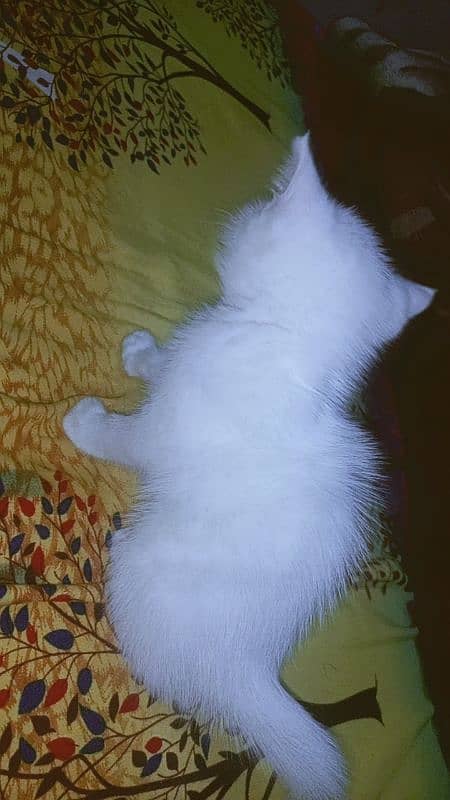 Female persian white colour kitten age 1.5 month 7