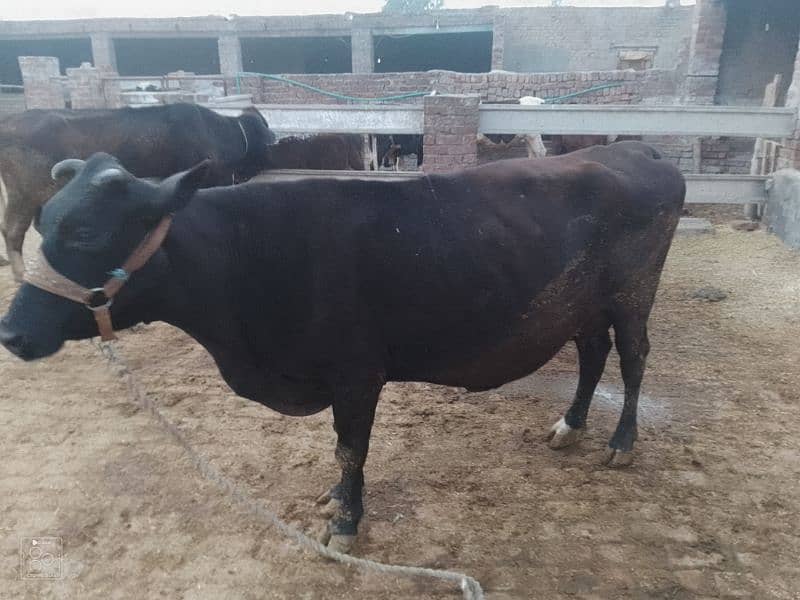 jersey fresion cow for sale 1