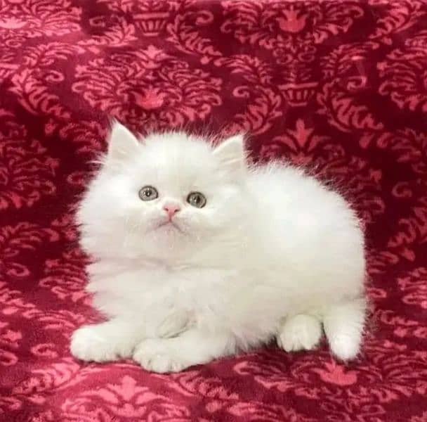 Persian CaT 1