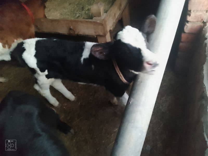 jersey fresion cow for sale 5