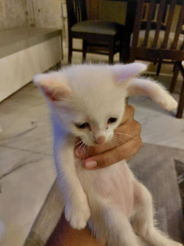 Cute kitten up for adoption 1