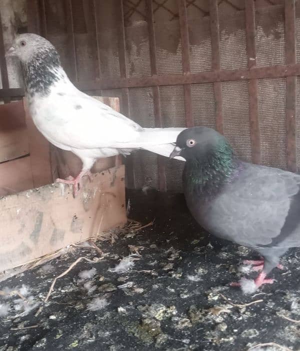 Pugeons breeder pair for sale 0