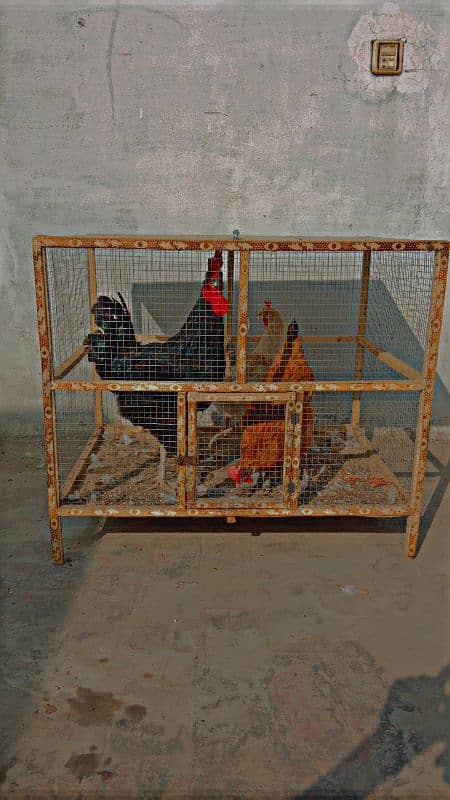 Golden Misri pair of 3 (2 females & 1 male) with a cage 0