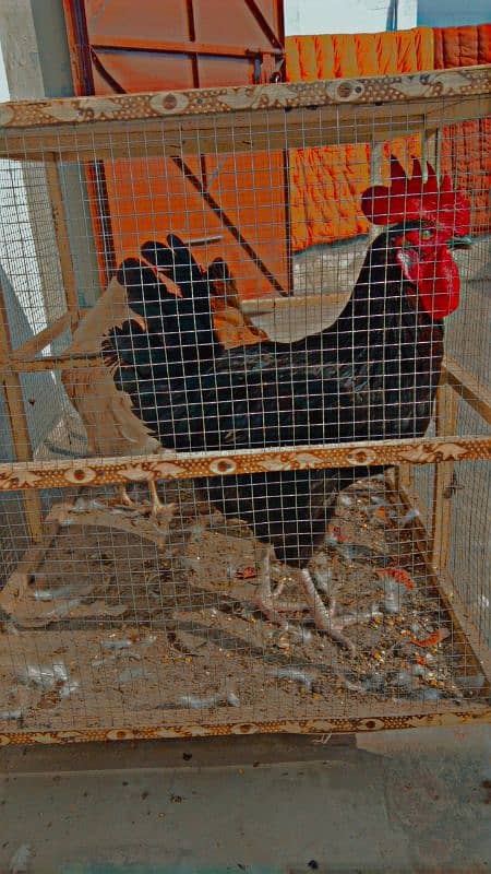 Golden Misri pair of 3 (2 females & 1 male) with a cage 2