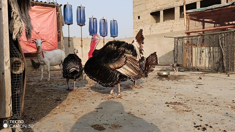 turkey family 0