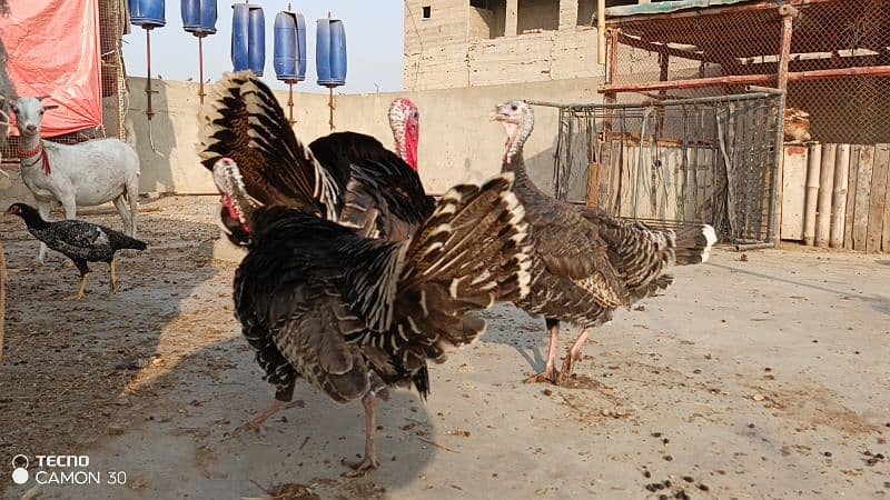 turkey family 3